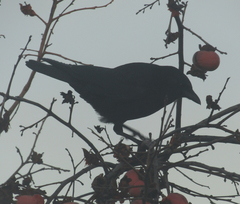 Corvus brachyrhynchos