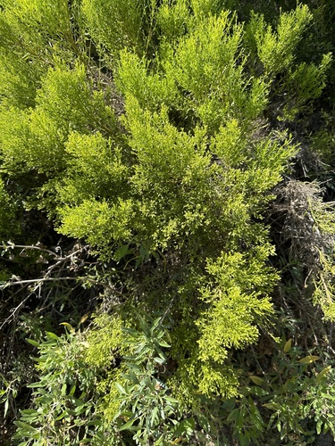 iNaturalist observation photo of coyote brush