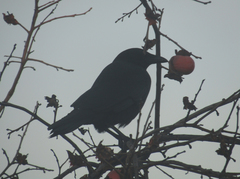 Corvus brachyrhynchos