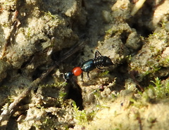 Paederidus ruficollis