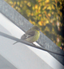 Spinus psaltria