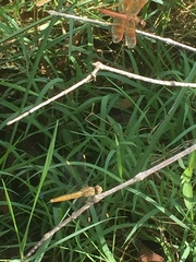 Brachythemis contaminata