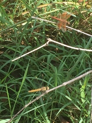 Brachythemis contaminata