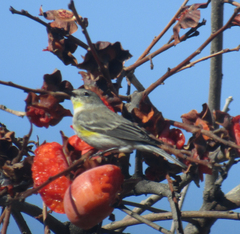 Setophaga coronata