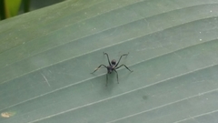 Gigantiops destructor