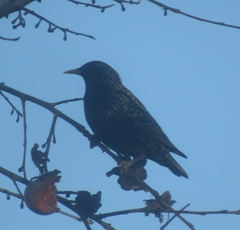 Sturnus vulgaris