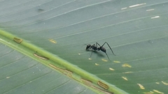 Gigantiops destructor