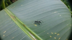 Gigantiops destructor