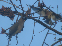 Bombycilla cedrorum