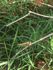 Brachythemis contaminata