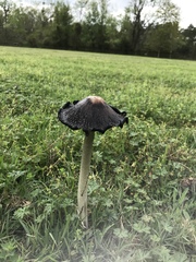 Coprinopsis atramentaria image