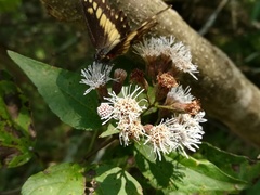 Chromolaena bigelovii