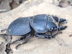 Apterodorcus bacchus