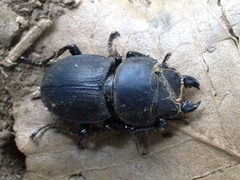 Apterodorcus bacchus