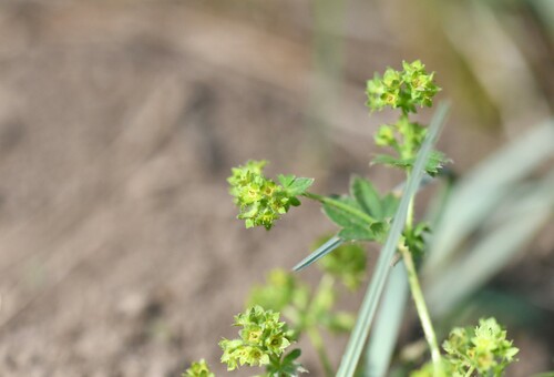 Image of Alchemilla filicaulis by (c) Kian Hayles-Cotton, some rights reserved (CC BY)
