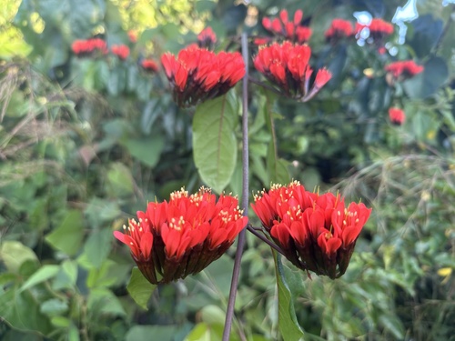 Combretum grandiflorum