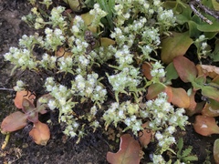 Cryptantha maritima maritima