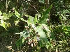 Chromolaena bigelovii