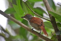 Thamnophilus palliatus