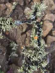 Image of Seirophora californica