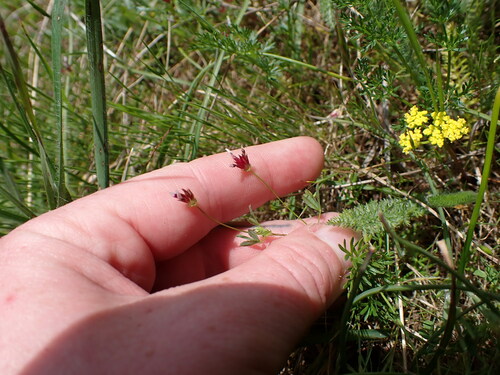 Image of Trifolium oliganthum by (c) Aiva Noringseth, some rights reserved (CC BY)