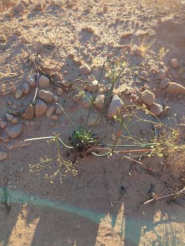 Image of Eriogonum fusiforme by (c) John Brew, some rights reserved (CC BY)