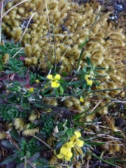 Draba rositae