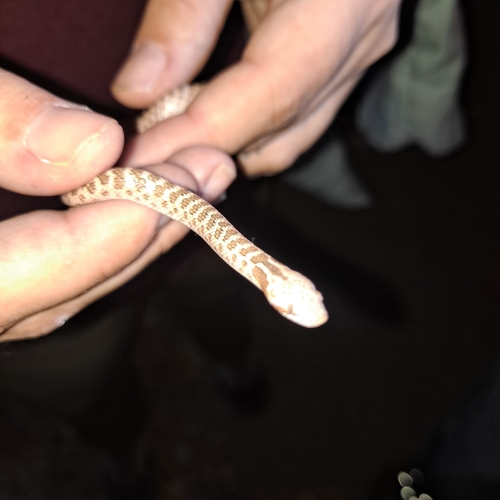 Chihuahuan Nightsnake