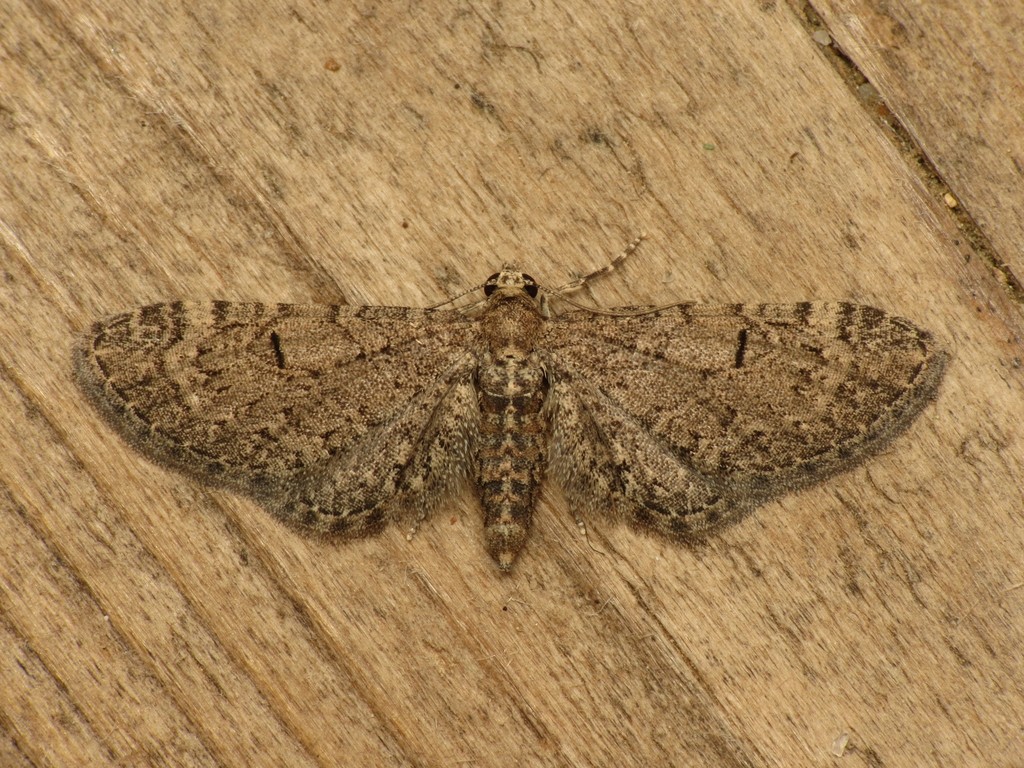 Channel Islands Pug