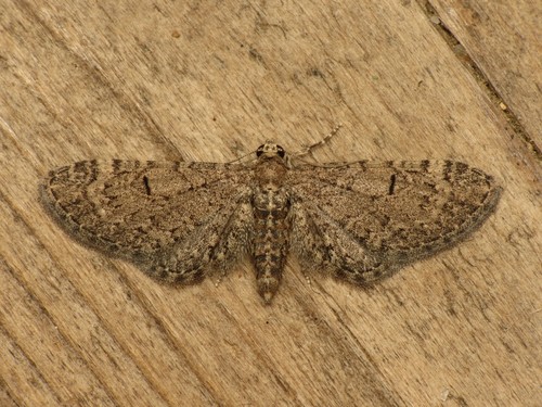 Channel Islands Pug