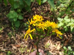 Packera coahuilensis