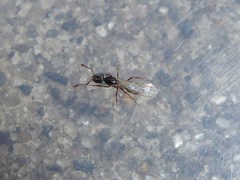 Ponerinae