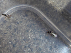 Ponerinae