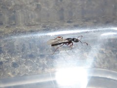 Ponerinae