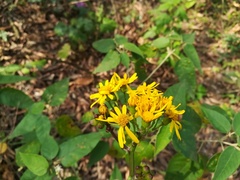 Packera coahuilensis