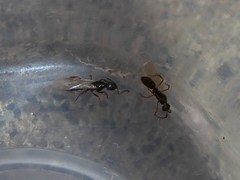 Ponerinae