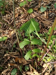 Packera coahuilensis