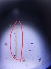Fragilaria