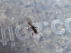 Ponerinae