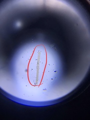 Fragilaria