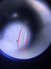 Fragilaria