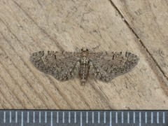 Eupithecia ultimaria