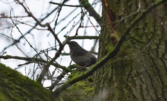 Turdus merula