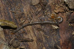 Geophilus carpophagus