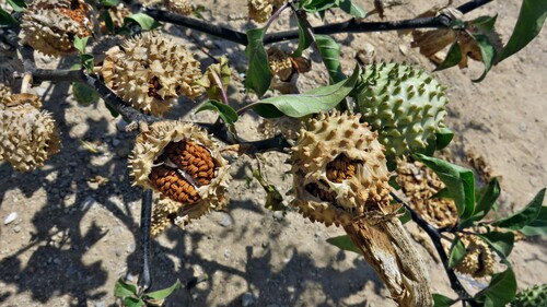Datura metel