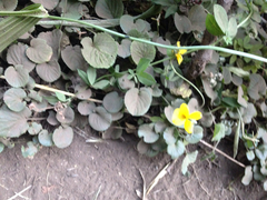 Viola maculata