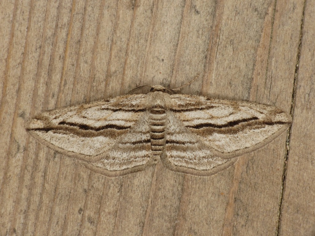 Ecleora solieraria