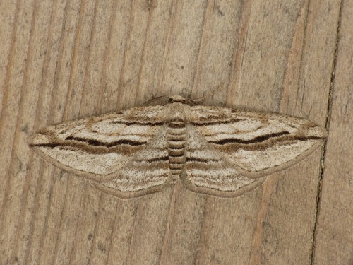Ecleora solieraria (Rambur, 1834)
