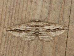 Ecleora solieraria