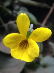 Viola maculata